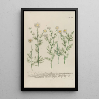 Johann Wilhelm Weinmann - Phytanthoza iconographia Pl086.webp