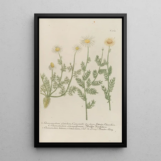 Johann Wilhelm Weinmann - Phytanthoza iconographia Pl087.webp