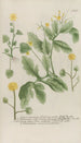 Phytanthoza iconographia Pl089 - Johann Wilhelm Weinmann — visning af kunstværket