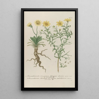 Johann Wilhelm Weinmann - Phytanthoza iconographia Pl093.webp