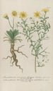 Phytanthoza iconographia Pl093 - Johann Wilhelm Weinmann — visning af kunstværket
