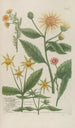 Phytanthoza iconographia Pl098 - Johann Wilhelm Weinmann — visning af kunstværket