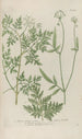 Phytanthoza iconographia Pl107 - Johann Wilhelm Weinmann — visning af kunstværket