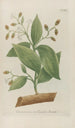 Phytanthoza iconographia Pl108 - Johann Wilhelm Weinmann — visning af kunstværket