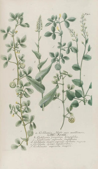 Johann Wilhelm Weinmann - Phytanthoza iconographia Pl124.webp