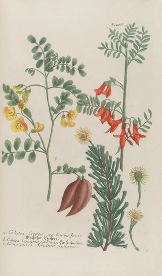 Johann Wilhelm Weinmann - Phytanthoza iconographia Pl129.webp