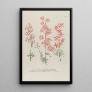 Johann Wilhelm Weinmann - Phytanthoza iconographia Pl133.webp