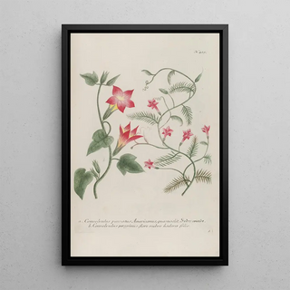 Johann Wilhelm Weinmann - Phytanthoza iconographia Pl142.webp