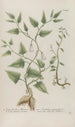 Phytanthoza iconographia Pl144 - Johann Wilhelm Weinmann — visning af kunstværket