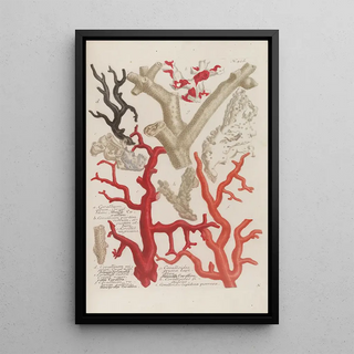 Johann Wilhelm Weinmann - Phytanthoza iconographia Pl149.webp