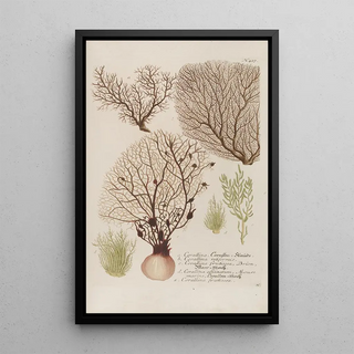 Johann Wilhelm Weinmann - Phytanthoza iconographia Pl150.webp