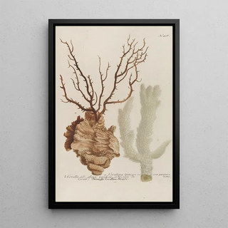 Johann Wilhelm Weinmann - Phytanthoza iconographia Pl151.webp