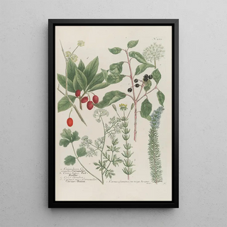 Johann Wilhelm Weinmann - Phytanthoza iconographia Pl152.webp