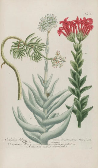 Johann Wilhelm Weinmann - Phytanthoza iconographia Pl158.webp