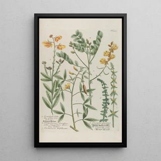 Johann Wilhelm Weinmann - Phytanthoza iconographia Pl162.webp