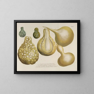 Johann Wilhelm Weinmann - Phytanthoza iconographia Pl166.webp