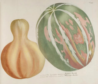Phytanthoza iconographia Pl. 167 - Johann Wilhelm Weinmann — visning af kunstværket
