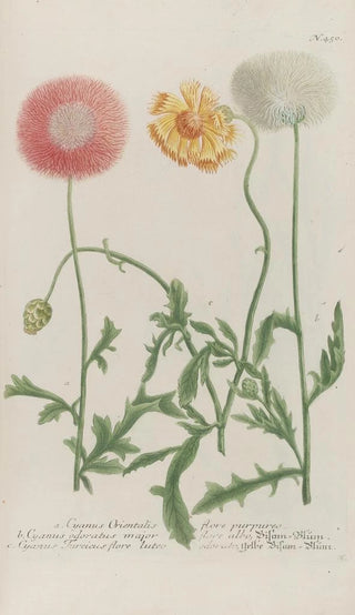 Johann Wilhelm Weinmann - Phytanthoza iconographia Pl173.webp