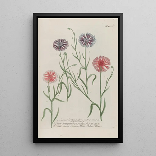 Johann Wilhelm Weinmann - Phytanthoza iconographia Pl175.webp