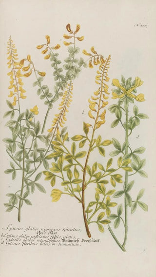 Johann Wilhelm Weinmann - Phytanthoza iconographia Pl179.webp