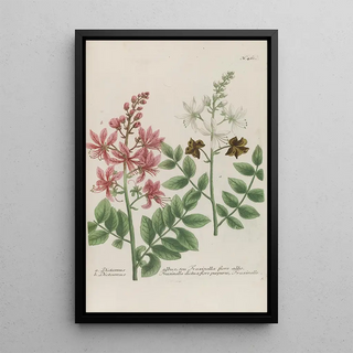 Johann Wilhelm Weinmann - Phytanthoza iconographia Pl184.webp