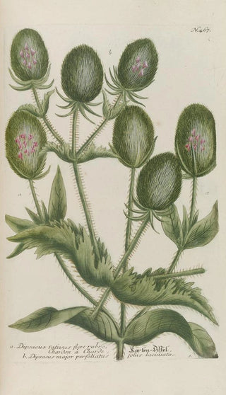 Johann Wilhelm Weinmann - Phytanthoza iconographia Pl190.webp