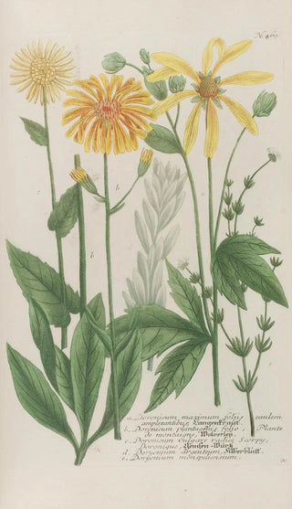 Johann Wilhelm Weinmann - Phytanthoza iconographia Pl192.webp