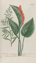Phytanthoza iconographia Pl194 - Johann Wilhelm Weinmann — visning af kunstværket