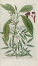 Phytanthoza iconographia Pl196 - Johann Wilhelm Weinmann — visning af kunstværket
