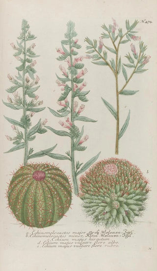 Johann Wilhelm Weinmann - Phytanthoza iconographia Pl197.webp