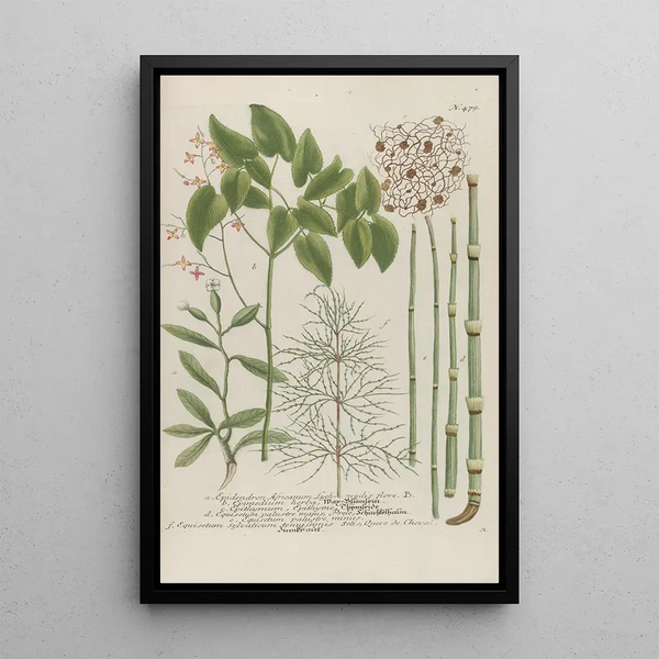 Johann Wilhelm Weinmann - Phytanthoza iconographia Pl202.webp