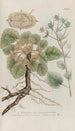 Phytanthoza iconographia Pl209 - Johann Wilhelm Weinmann — visning af kunstværket