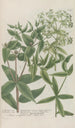 Phytanthoza iconographia Pl213 - Johann Wilhelm Weinmann — visning af kunstværket