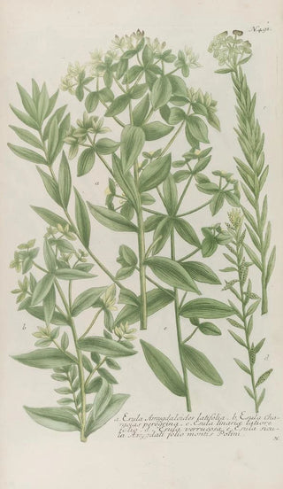 Johann Wilhelm Weinmann - Phytanthoza iconographia Pl214.webp