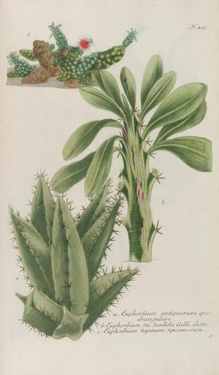 Johann Wilhelm Weinmann - Phytanthoza iconographia Pl220.webp