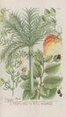 Phytanthoza iconographia Pl224 - Johann Wilhelm Weinmann — visning af kunstværket