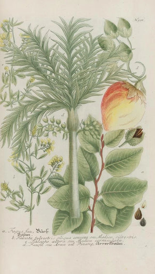 Johann Wilhelm Weinmann - Phytanthoza iconographia Pl224.webp