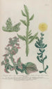 Phytanthoza iconographia Pl230 - Johann Wilhelm Weinmann — visning af kunstværket