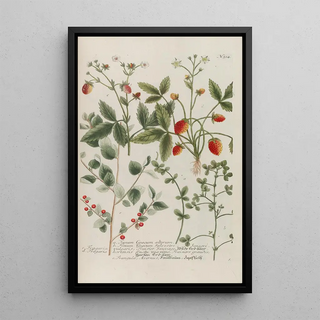 Johann Wilhelm Weinmann - Phytanthoza iconographia Pl237.webp