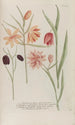 Phytanthoza iconographia Pl240 - Johann Wilhelm Weinmann — visning af kunstværket