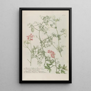 Johann Wilhelm Weinmann - Phytanthoza iconographia Pl244.webp