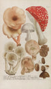 Phytanthoza iconographia Pl245 - Johann Wilhelm Weinmann — visning af kunstværket