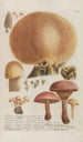 Phytanthoza iconographia Pl246 - Johann Wilhelm Weinmann — visning af kunstværket