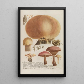 Johann Wilhelm Weinmann - Phytanthoza iconographia Pl246.webp