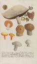 Phytanthoza iconographia Pl247 - Johann Wilhelm Weinmann — visning af kunstværket
