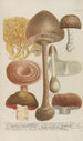 Phytanthoza iconographia Pl248 - Johann Wilhelm Weinmann — visning af kunstværket
