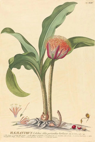 Johannes Jacob Haid - Haemanthus.webp