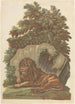 Le lion - John Baptist Jackson — visning af kunstværket