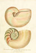 Encyclopaedia londinensis Conchyliologie Pl 02 - John Chapman — visning af kunstværket