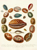 Encyclopædia londinensis Conchology Pl 03 - John Chapman — visning af kunstværket